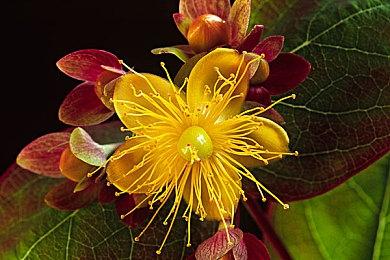 索尼计划将《死亡回归》移植至Xbox 但有苛刻条件？